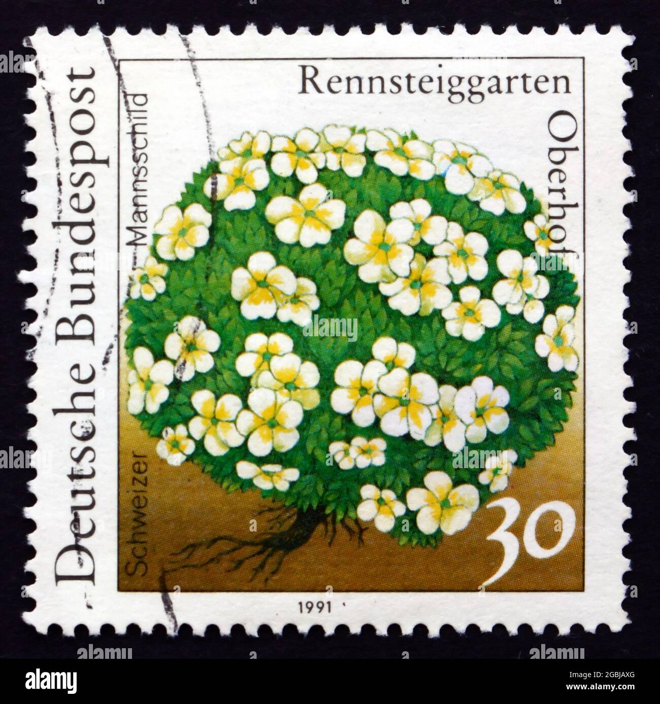 GERMANY - CIRCA 1991: a stamp printed in the Germany shows Androsace, Androsace Helvetica, Schweizer Mannschild, Flowering Plant, circa 1991 Stock Photo