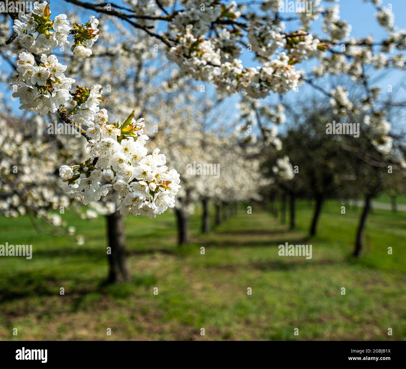 Blossom On The Apple Tree Stock Photo Alamy