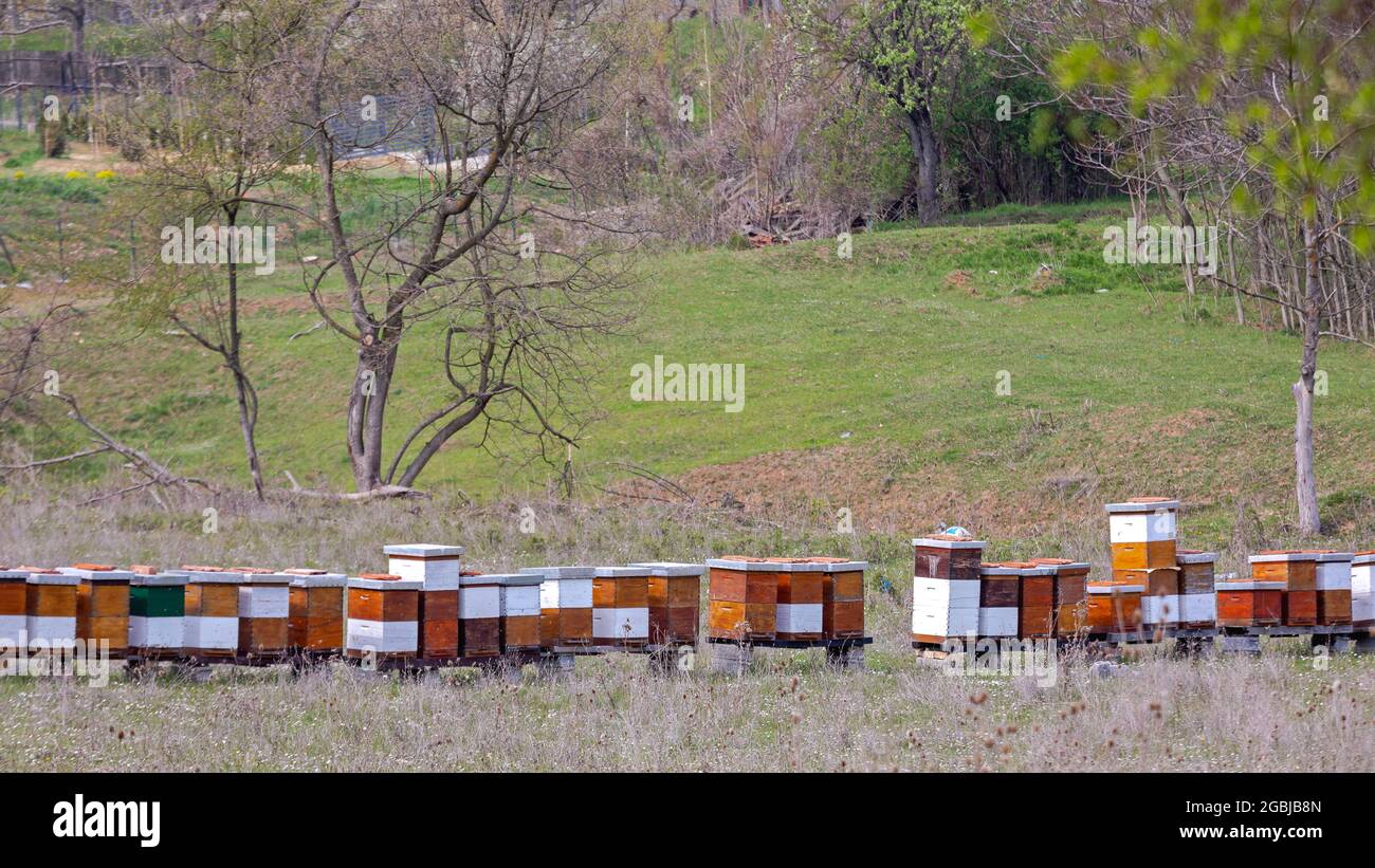Many Honey Bee Hives in Grass Field Stock Photo Alamy