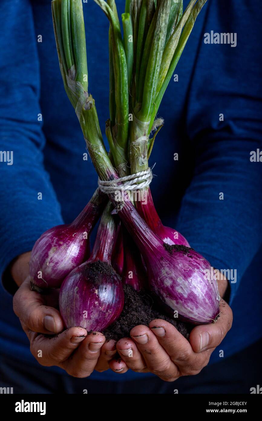 Woman cutting onions on board hi-res stock photography and images - Alamy