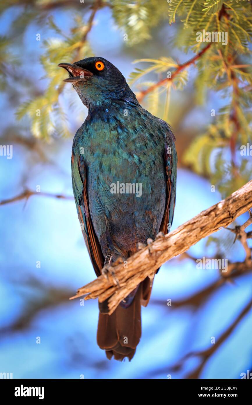 Cape Glossy Starling, Kgalagadi Transfrontier National Park, Sout Stock Photo