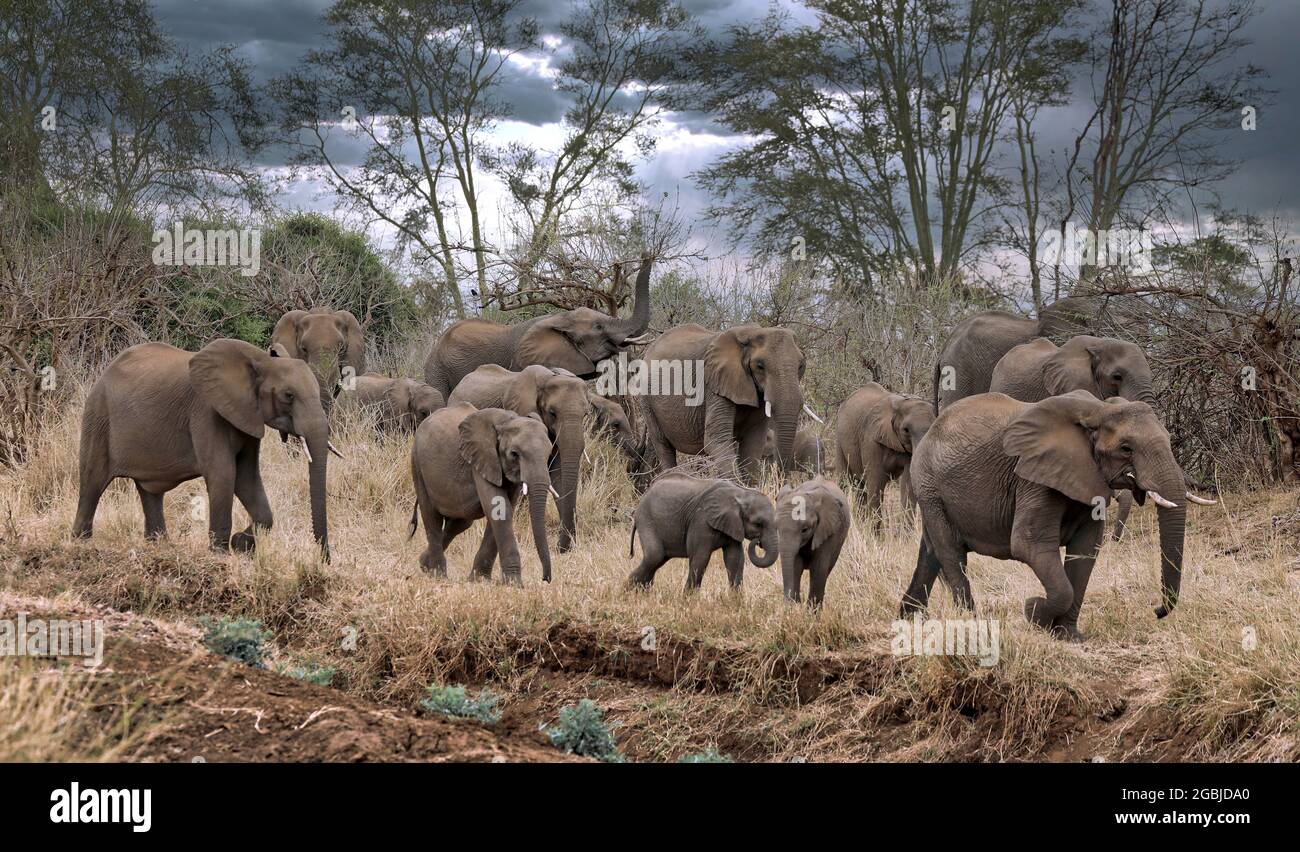 Elefantenherde im Kruger Nationalpark Südafrika | african elephants, Kruger NP, South Africa Stock Photo