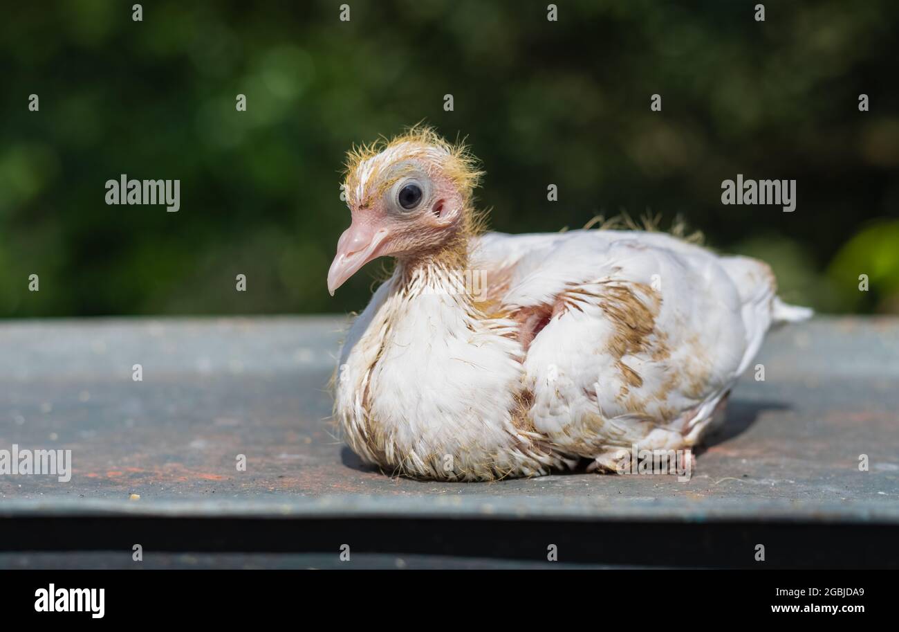Baby Pigeon High Resolution Stock Photography And Images Alamy Baby Pigeon High Resolution Stock Photography And Images Alamy