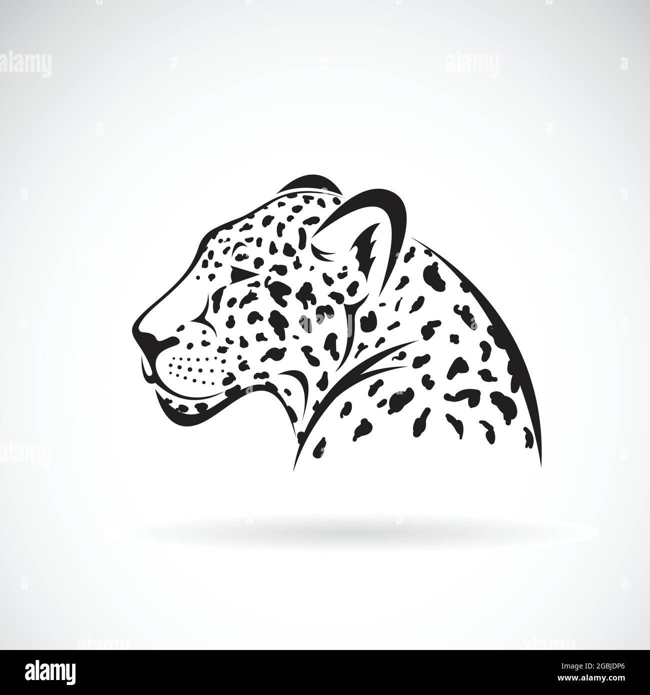 Vector of a leopard on white background. Wild Animals. Easy editable