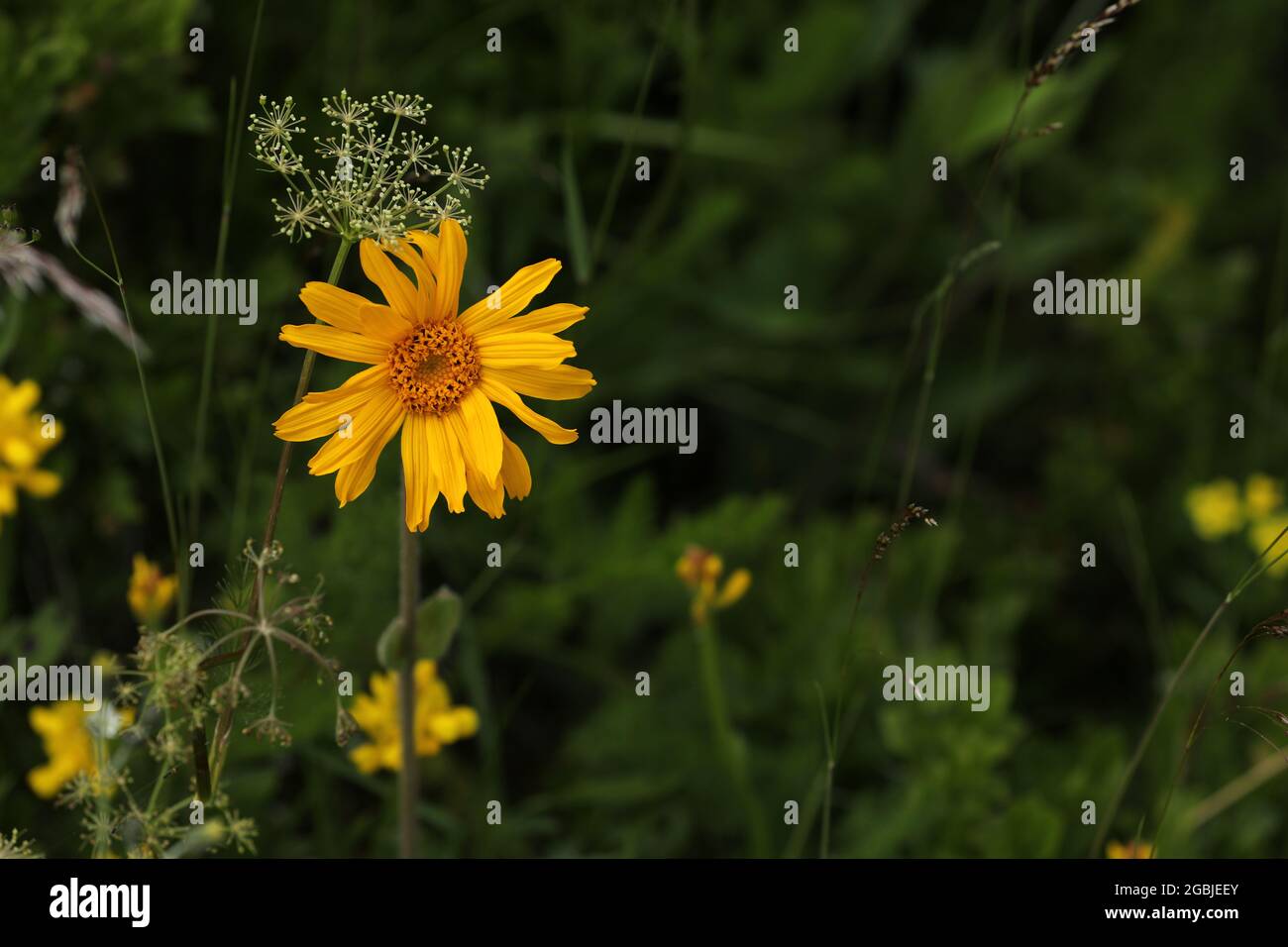 Arnica medicinal plant blooming yellow Stock Photo Alamy