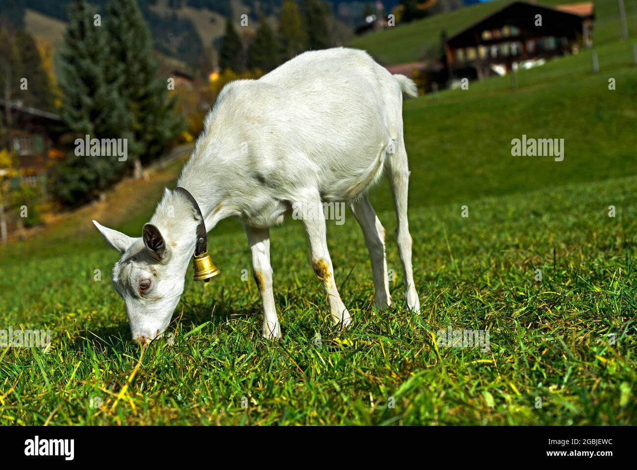 Grazing Unhorned Saanen Goat, Saanen, Obersimmental-Saanen, Canton Of Bern, Switzerland Stock Photo