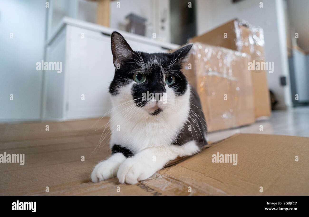 Moving Day , The Cat Lies In Front Of The Packed Boxes Dont Wanna Go Stock Photo