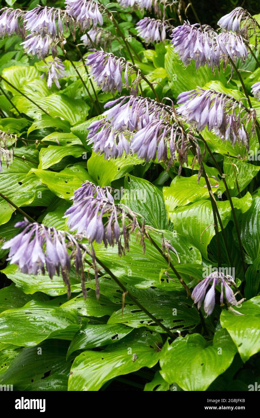 Garden hostas 'Hirao Supreme' flowers in a shade place July Stock Photo