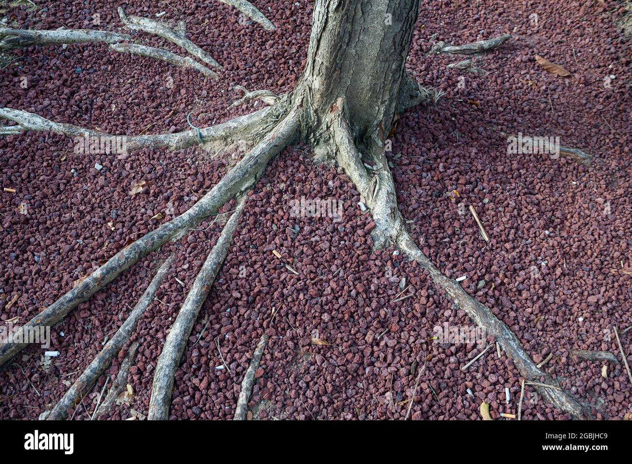 Tree Without Roots Falling Tree Without Root High Resolution Stock Photography and Images - Alamy