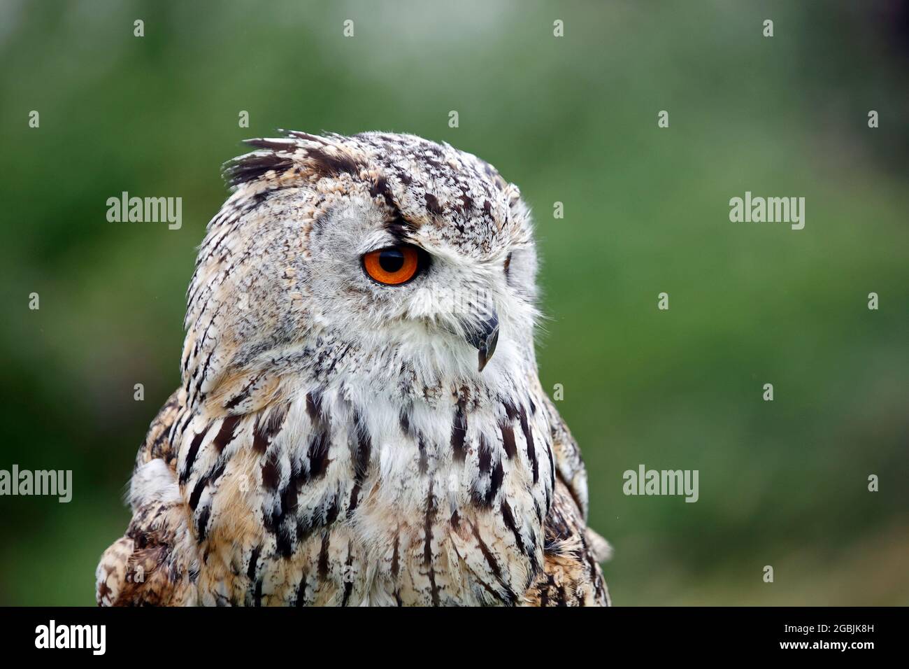 Siberian eagle owl perched head shots Stock Photo