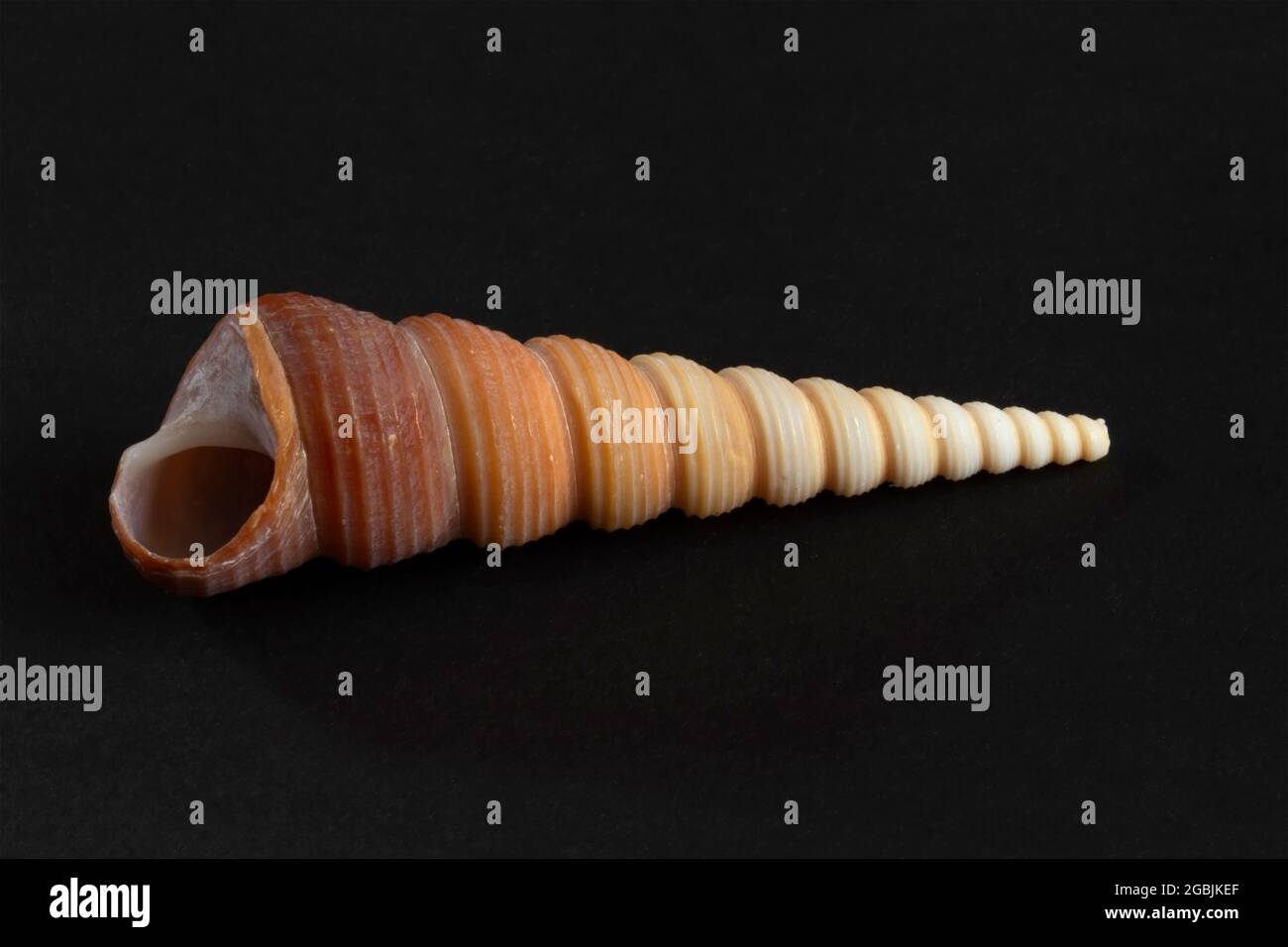 Screw or Augur Shells are distinctive shells with very long spires and a small aperture. They are carnivorous and feed on worms in shallow coral seas Stock Photo