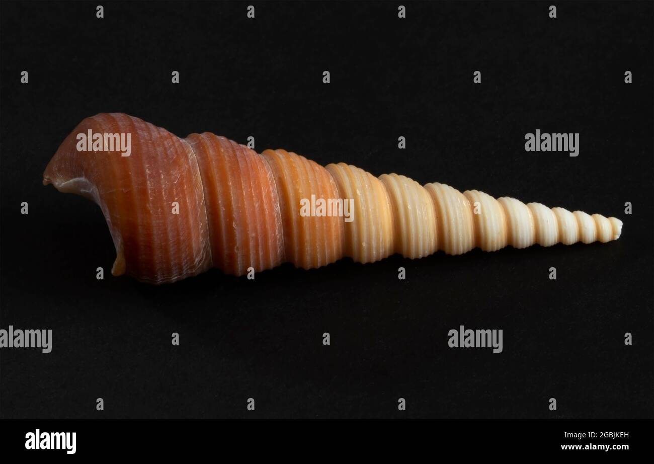 Screw or Augur Shells are distinctive shells with very long spires and a small aperture. They are carnivorous and feed on worms in shallow coral seas Stock Photo
