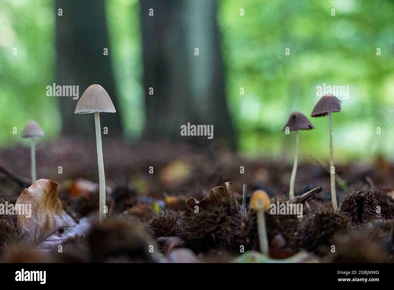 Selective closeup of common mushrooms in a forest Stock Photo - Alamy