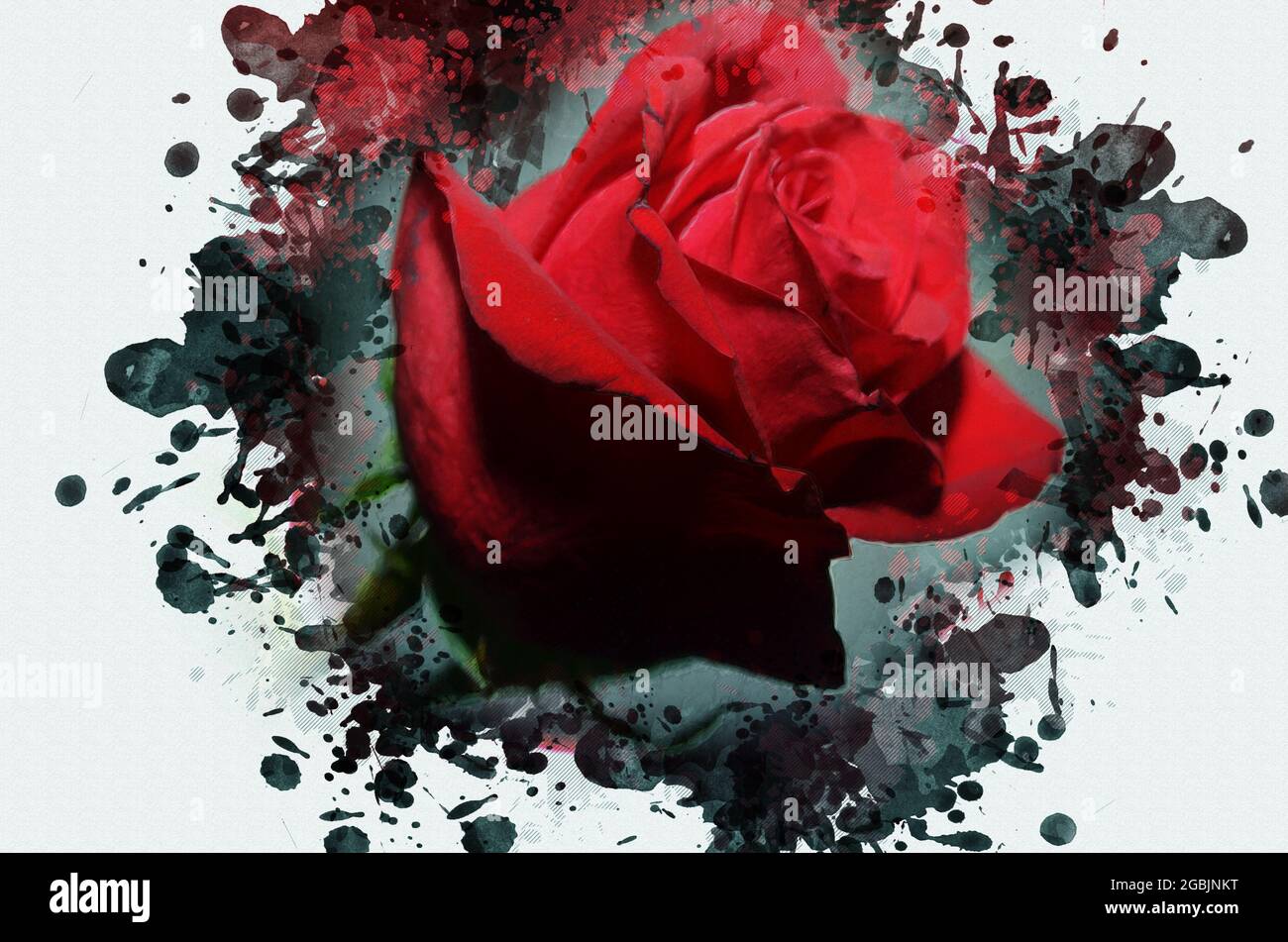 Digital watercolor painting of a red rose. A beautiful close-up of the  flower. Contemporary art Stock Photo - Alamy