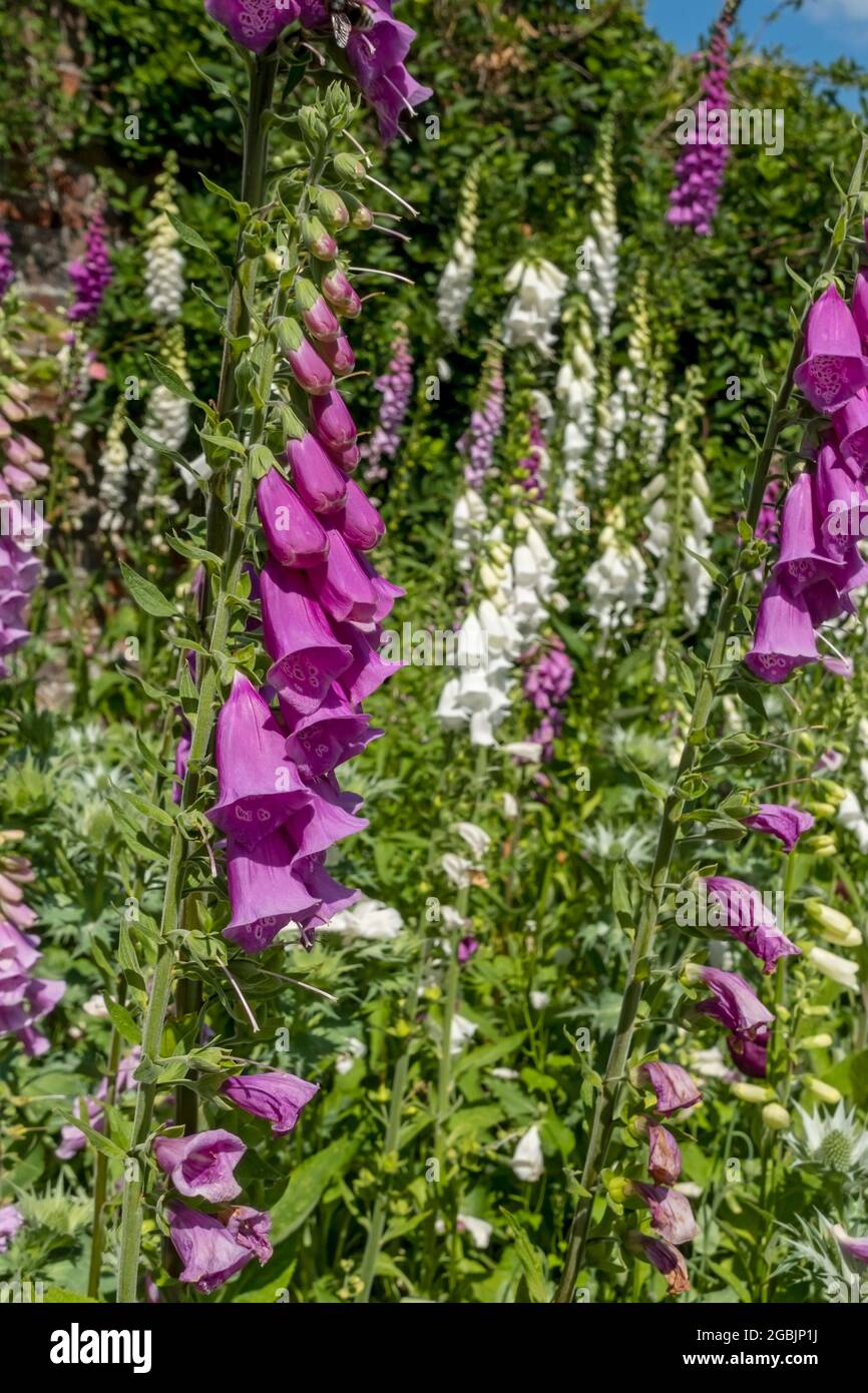Close up of purple pink and white foxgloves foxglove flowers flower in the garden in summer England UK United Kingdom GB Great Britain Stock Photo