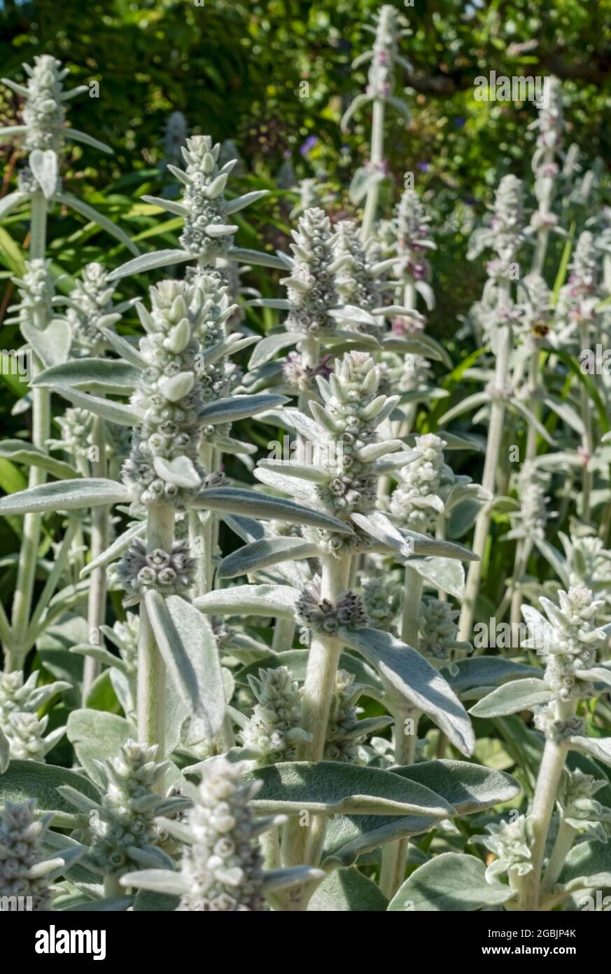 Close up of Lambs ear 'Silver Carpet' flowers (Stachys byzantina) in the garden in summer England UK United Kingdom GB Great Britain Stock Photo