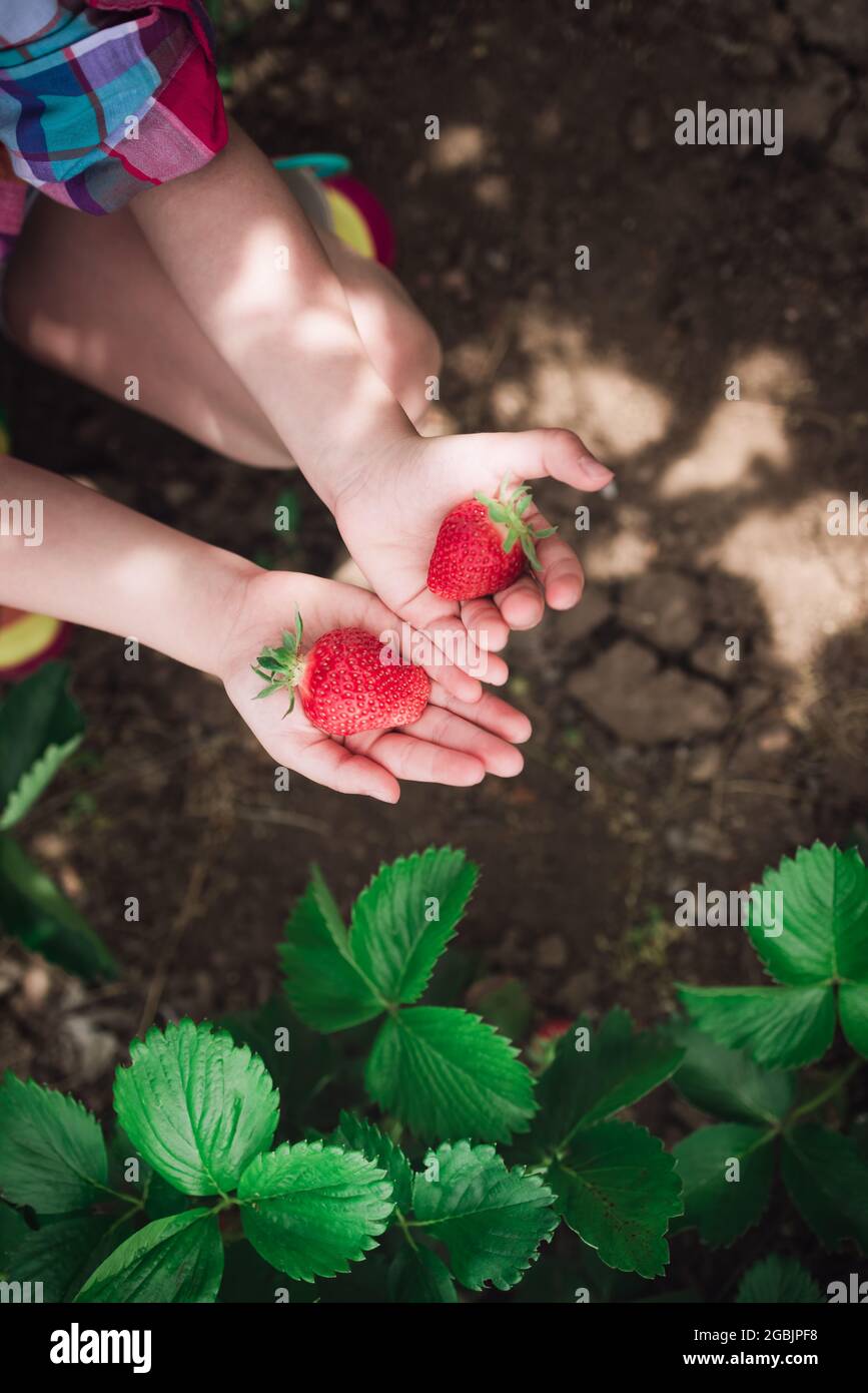 Little girl picking strawberry on a farm field. Strawberry in a kid ...