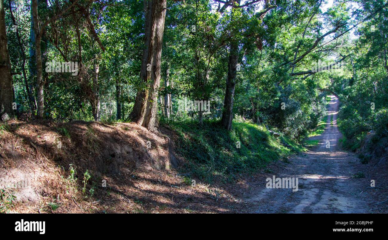 A dirt track meanders through the forest Stock Photo