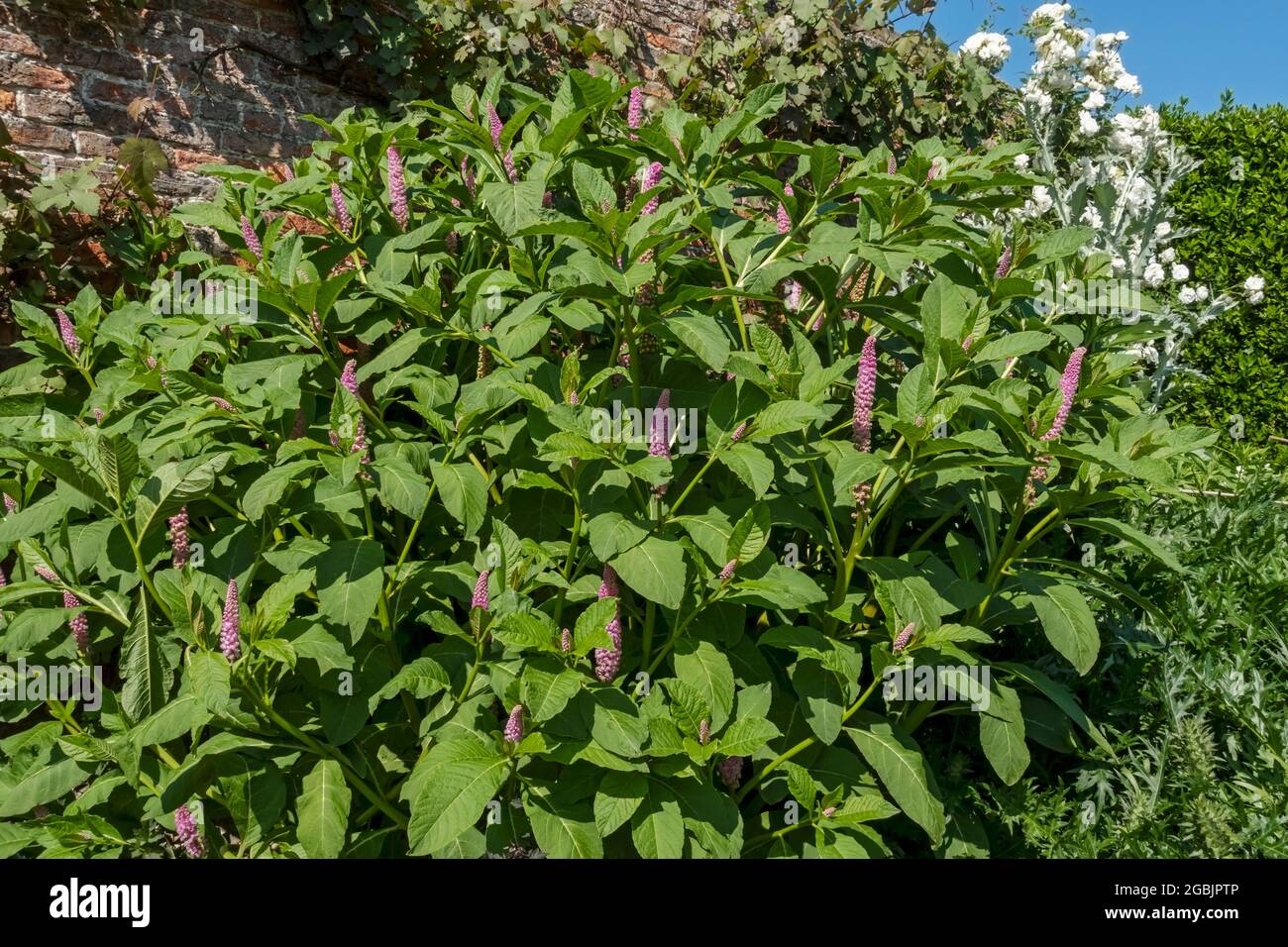 Pink flowers flower of common pokeweed (Phytolacca) in summer England UK United Kingdom GB Great Britain Stock Photo