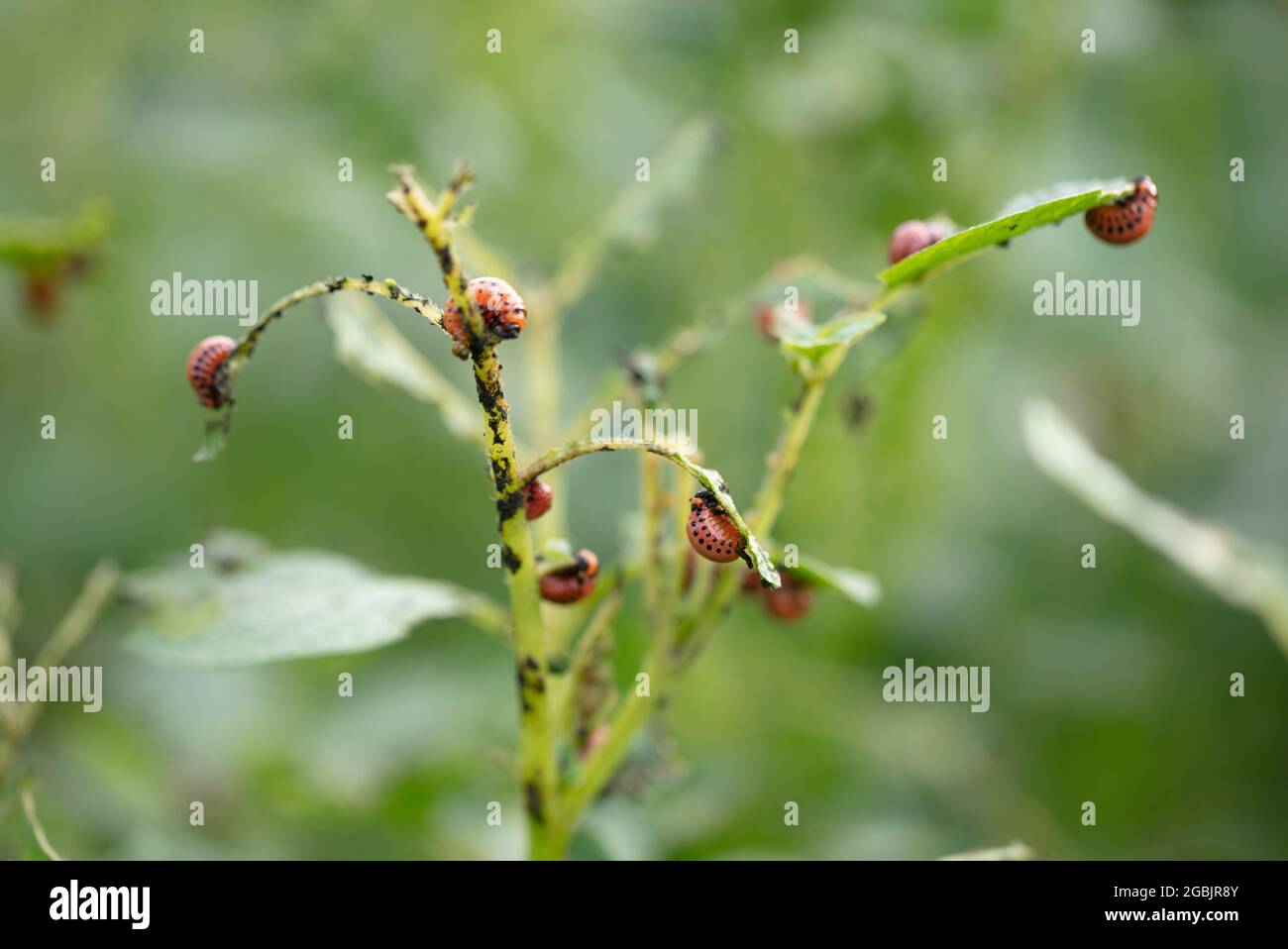 Colarada beetles eat growing potatoes Stock Photo - Alamy