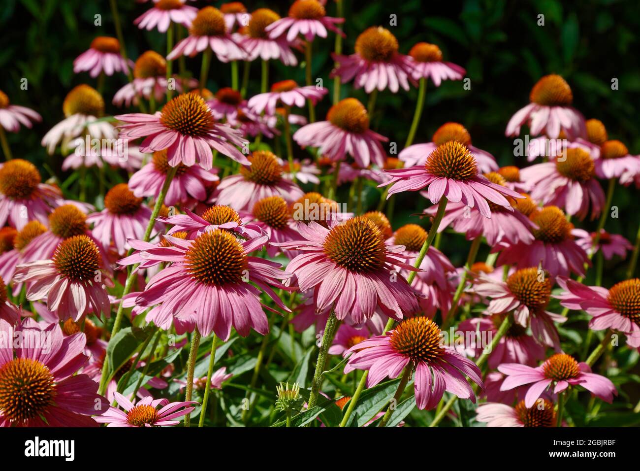 cone flowers, pink petals, golden orange centers, Echinacea, garden, plants, nature, PA, Pennsylvania, USA, PR Stock Photo