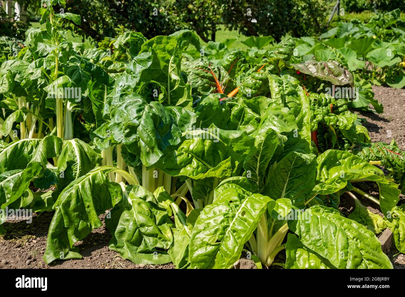 Rows of Swiss chard plants plant vegetable vegetables growing in the