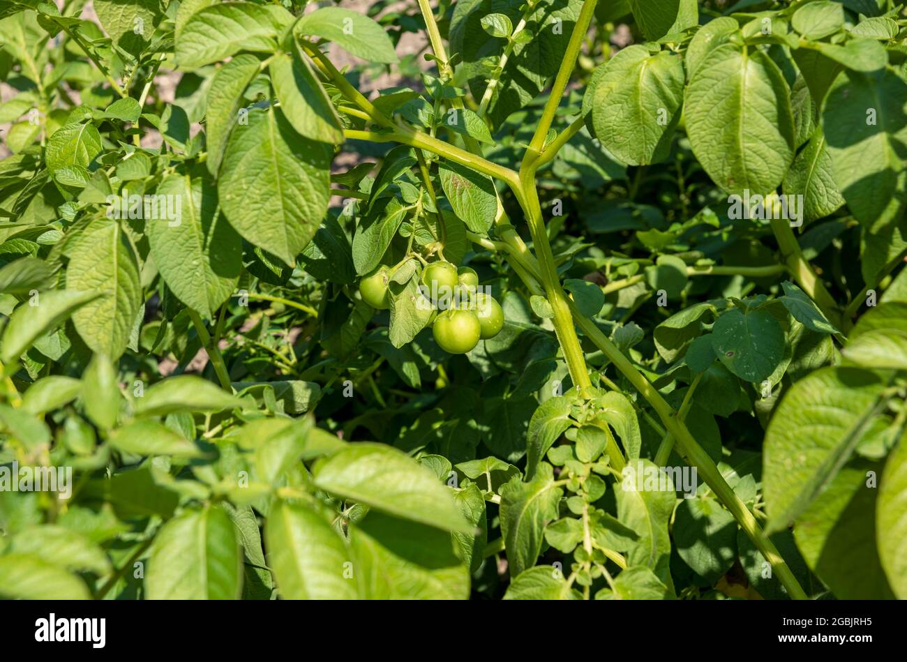Close up of potato potatoes fruits berries growing on plants in the allotment garden in summer England UK United Kingdom GB Great Britain Stock Photo