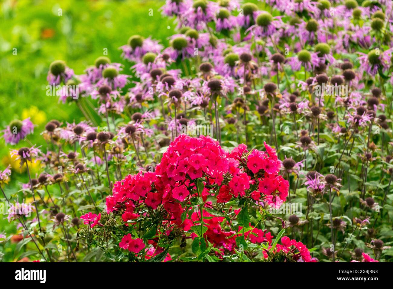 Red Phlox Monarda didyma colorful cottage garden flower bed in July Stock Photo