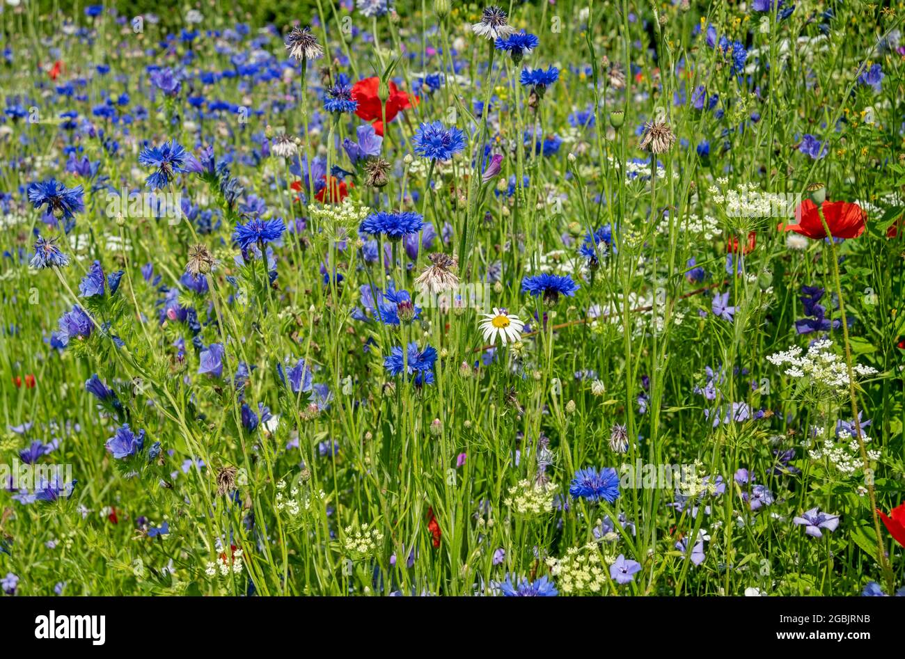 Flowerbed cornflower hi-res stock photography and images - Alamy