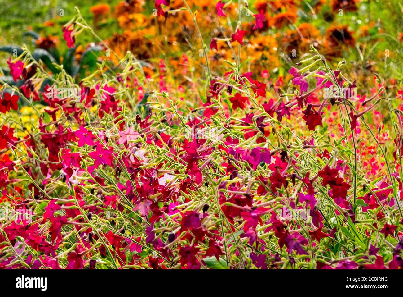 Flowering Tobacco Nicotiana x sanderae 'Crimson Bedder' Rudbeckias flower bed cottage garden flowers in august Stock Photo