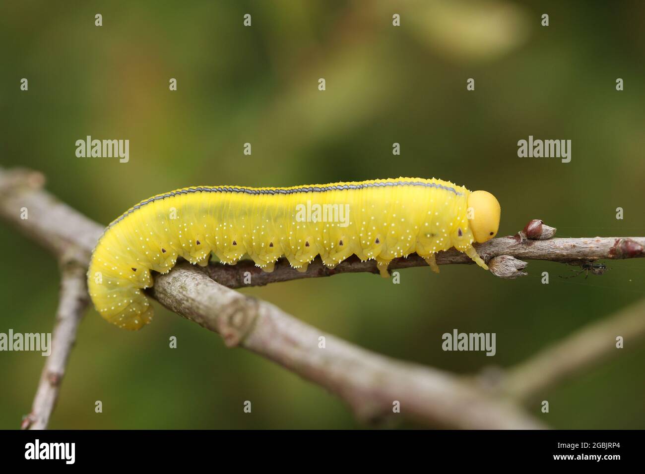 A Giant Willow Sawfly larvae, Cimbex luteus, feeding on the leaves of a ...