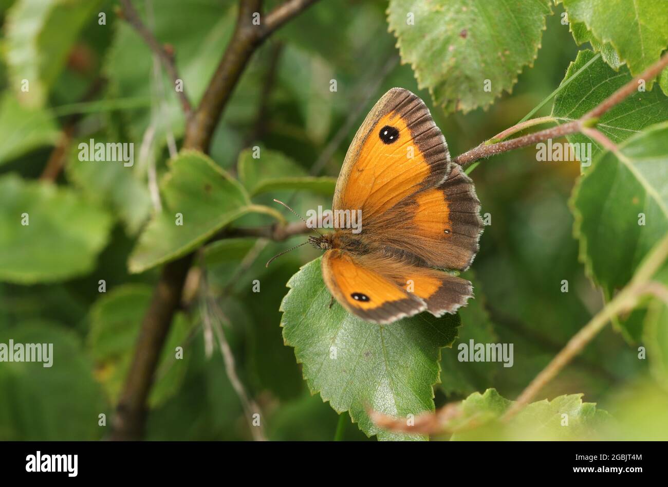 Gatekeeper butterfly pyronia tithonus perched on a leaf hi-res stock ...