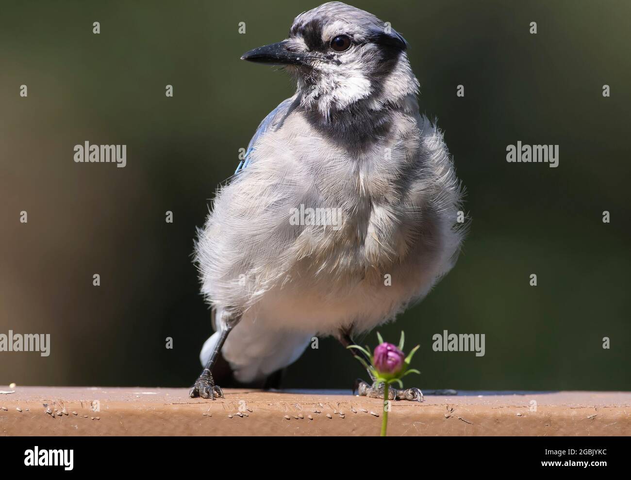 Bluejay in the backyard garden Stock Photo Alamy