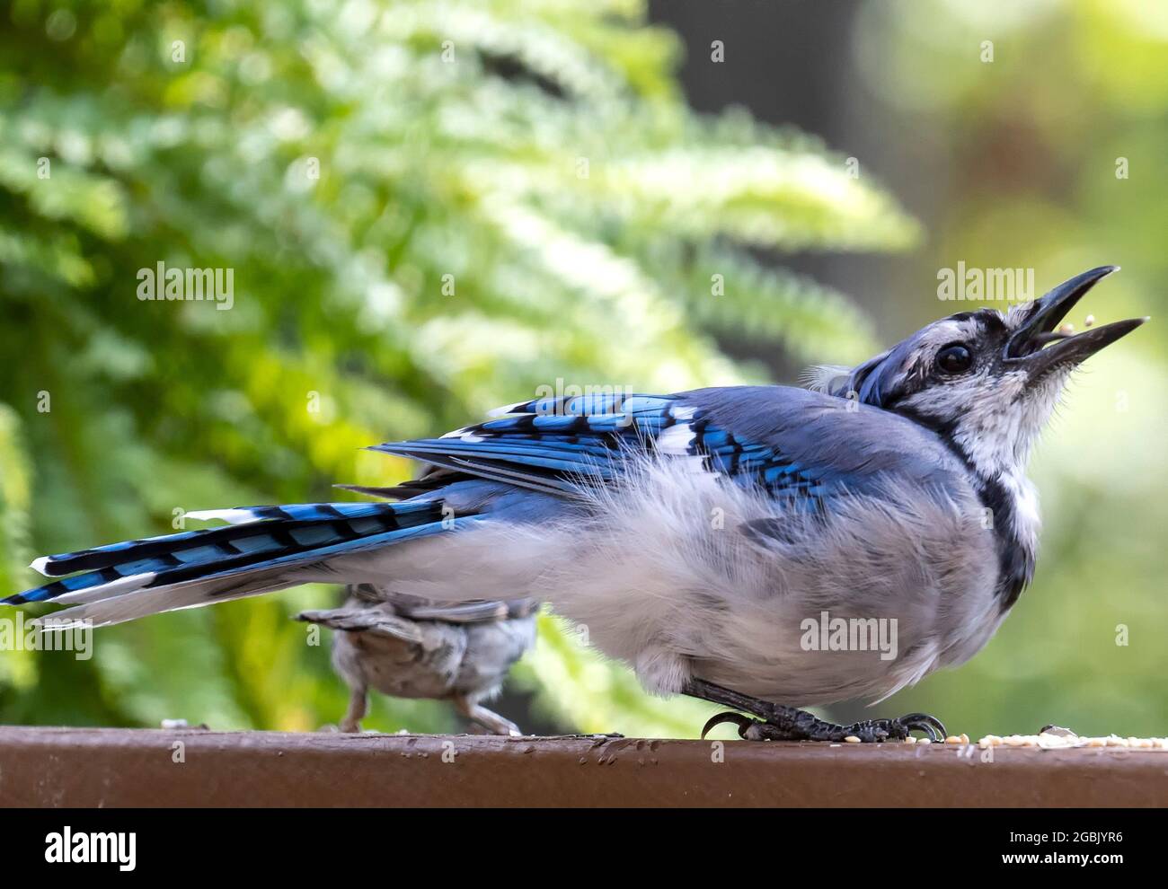 Fluffy bluejay hires stock photography and images Alamy