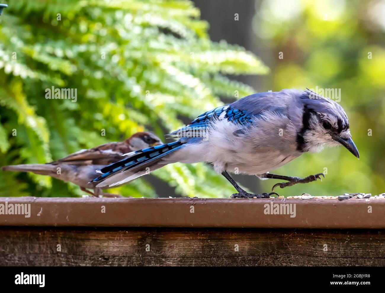 Bluejay in the backyard garden Stock Photo Alamy