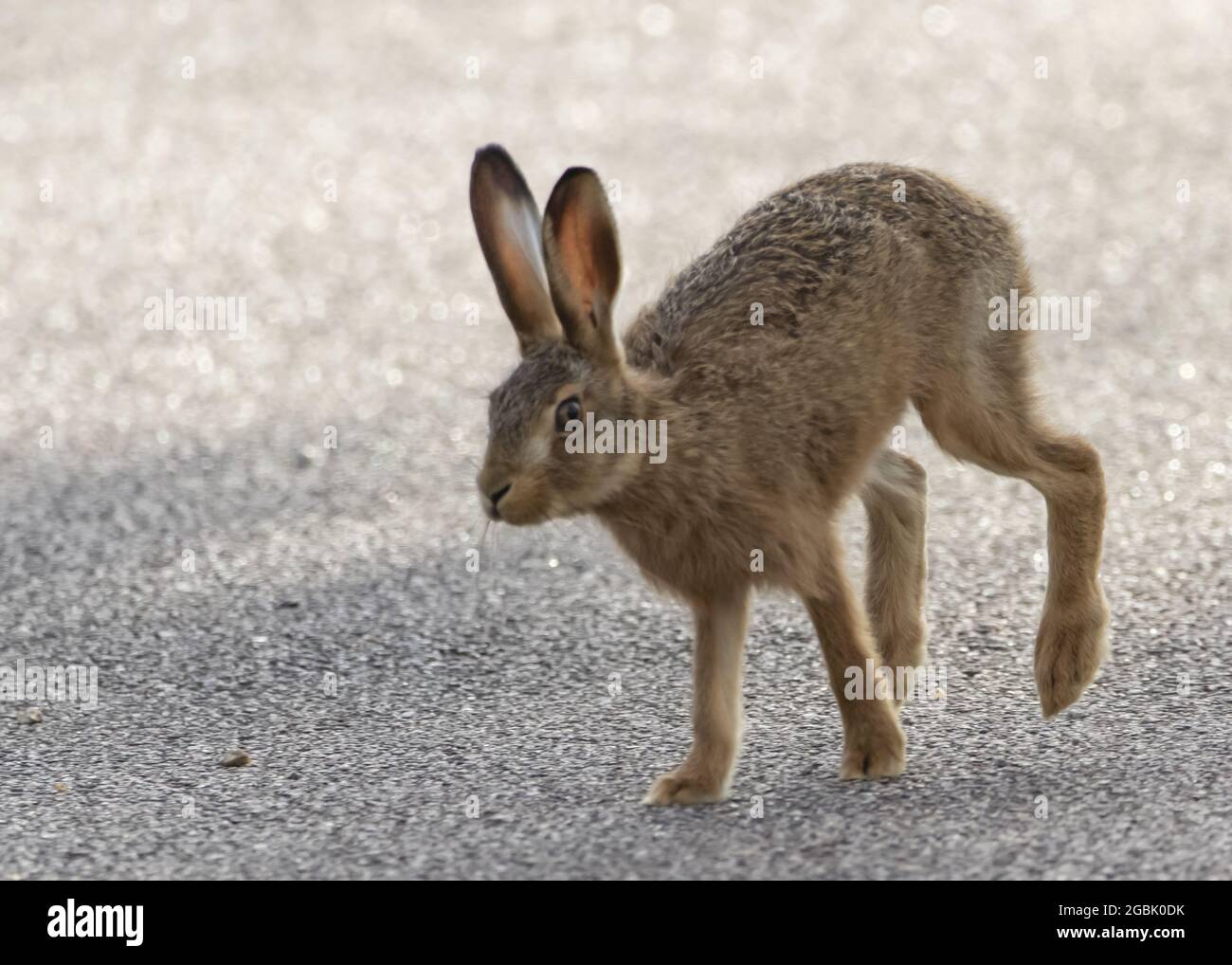 Walking bunny hi-res stock photography and images - Alamy