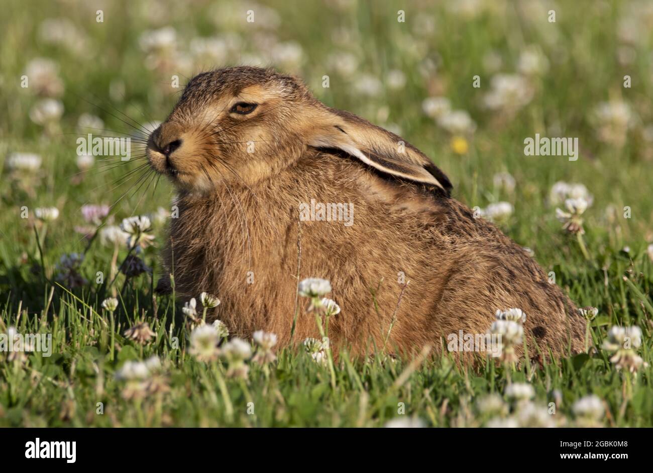 Fluffy adorable brown rabbit on the grassy field in the wild Stock ...
