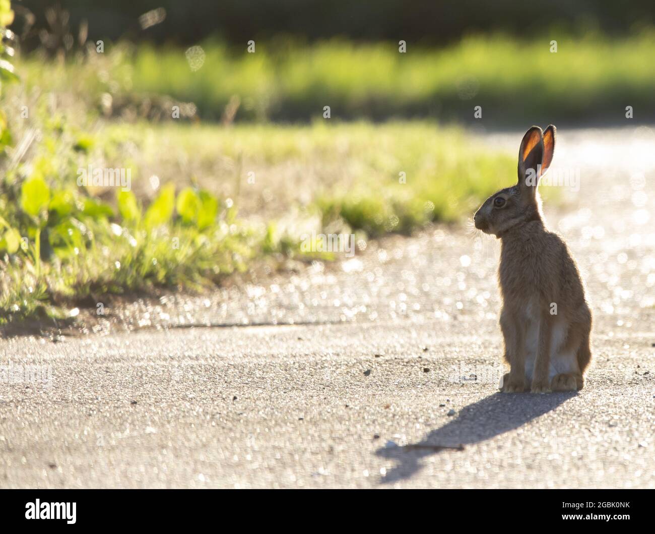 Fluffy adorable brown rabbit sitting on the asphalt pathway Stock Photo ...