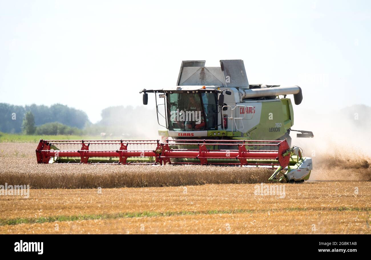 Oldenswort, Germany. 04th Aug, 2021. A combine harvester is driven across a field harvesting grain. Credit: Daniel Bockwoldt/dpa/Alamy Live News Stock Photo
