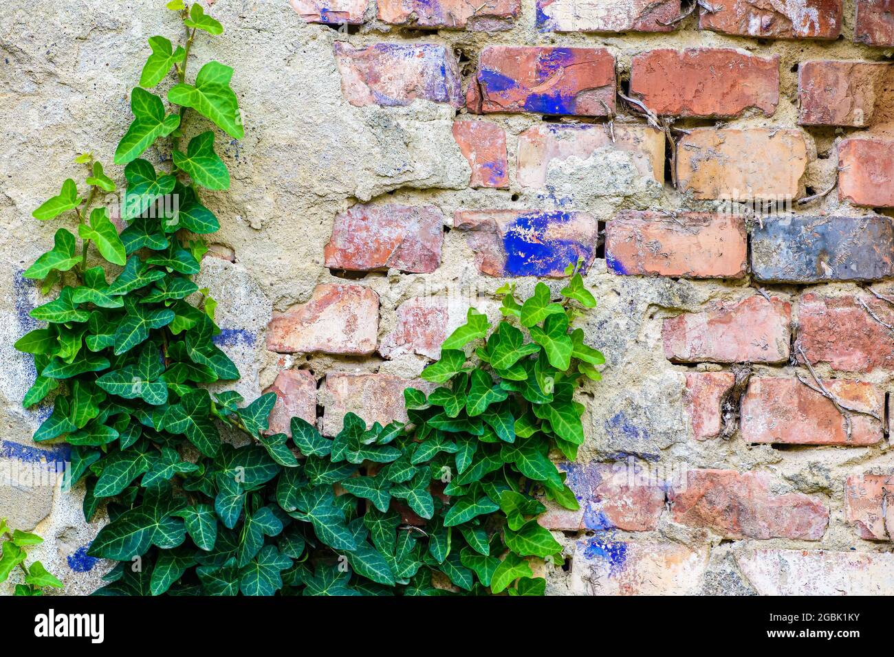 Aged Brick Wall Texture Stock Photo Alamy