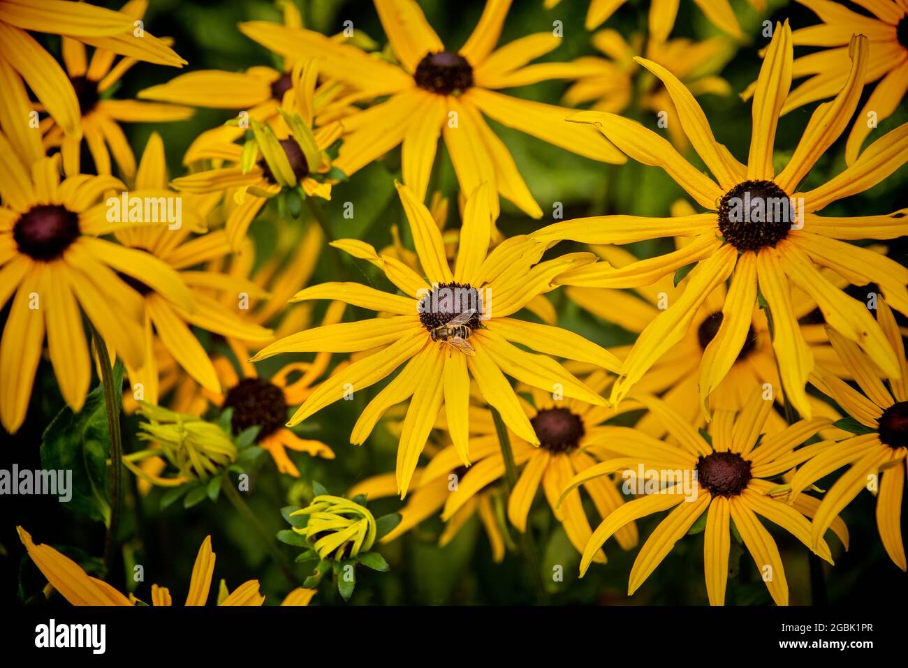 Garden of Golden Daisy Flowers with a bee pollinating Stock Photo