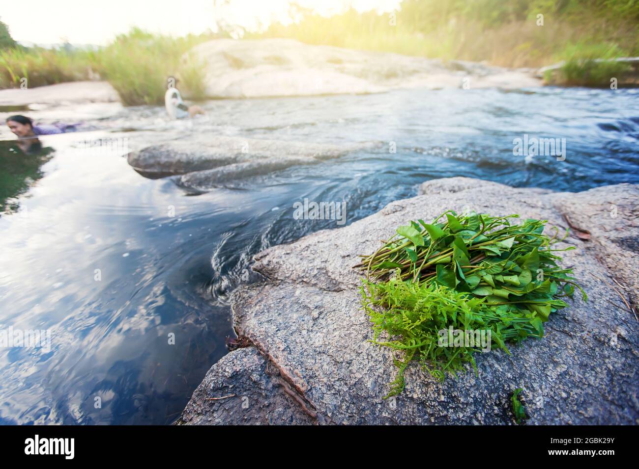 Harvesting fresh wild edible tropical plants, fern and water spinach along a creek. Mother and daughter playing in a creek blurred in the background. Stock Photo