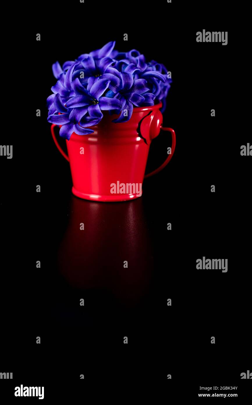 Hyacinth flowers in mini decorative bucket. Small metal bucket with flowers isolated on black. Stock Photo