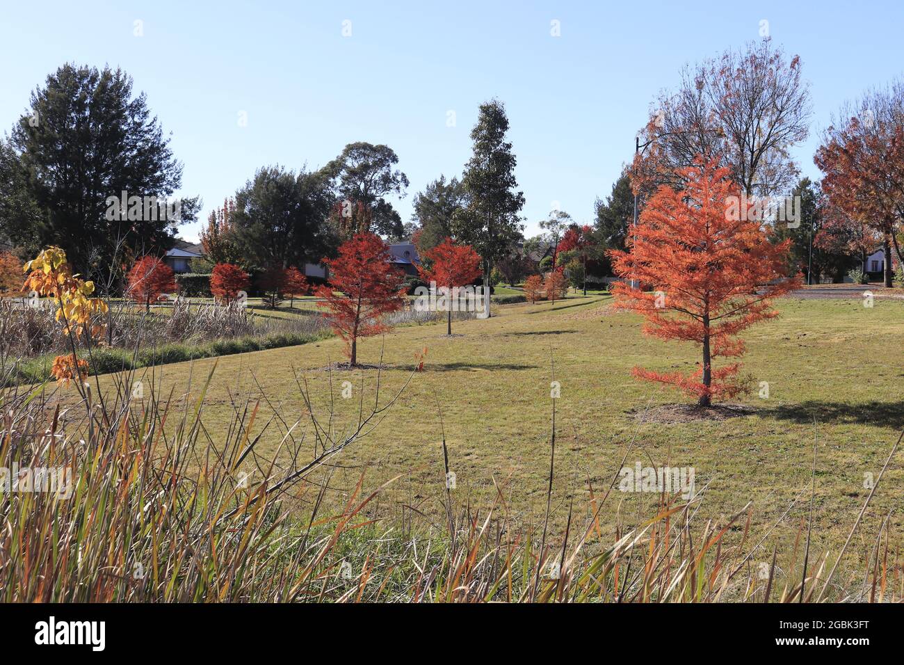Blue sky over the park with trees in autumn Stock Photo - Alamy