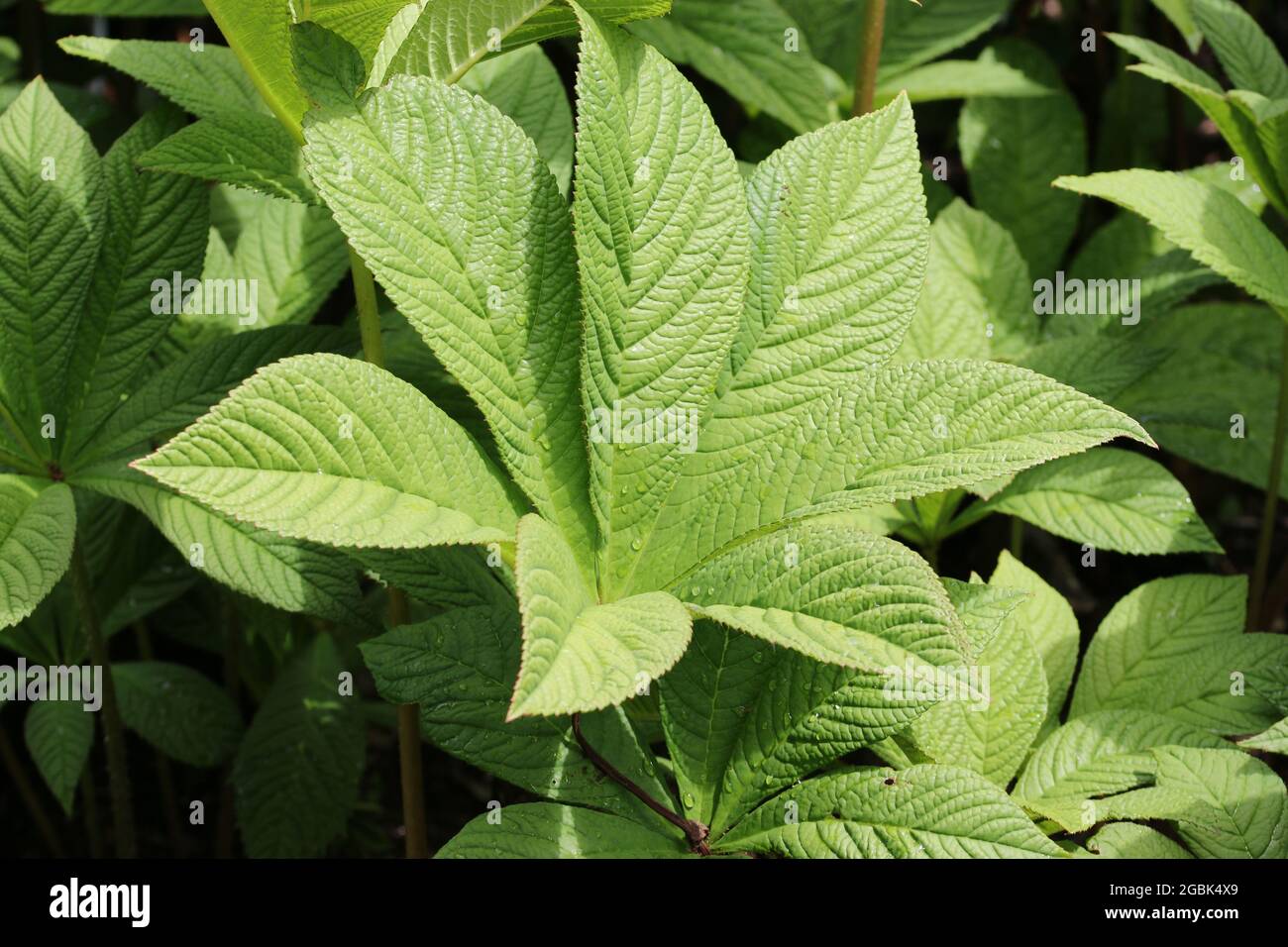 Fresh chestnut leaved rodgersia, Rodgersia aesculifolia, leaves without the bronze colour on the margins with a background of leaves. Stock Photo