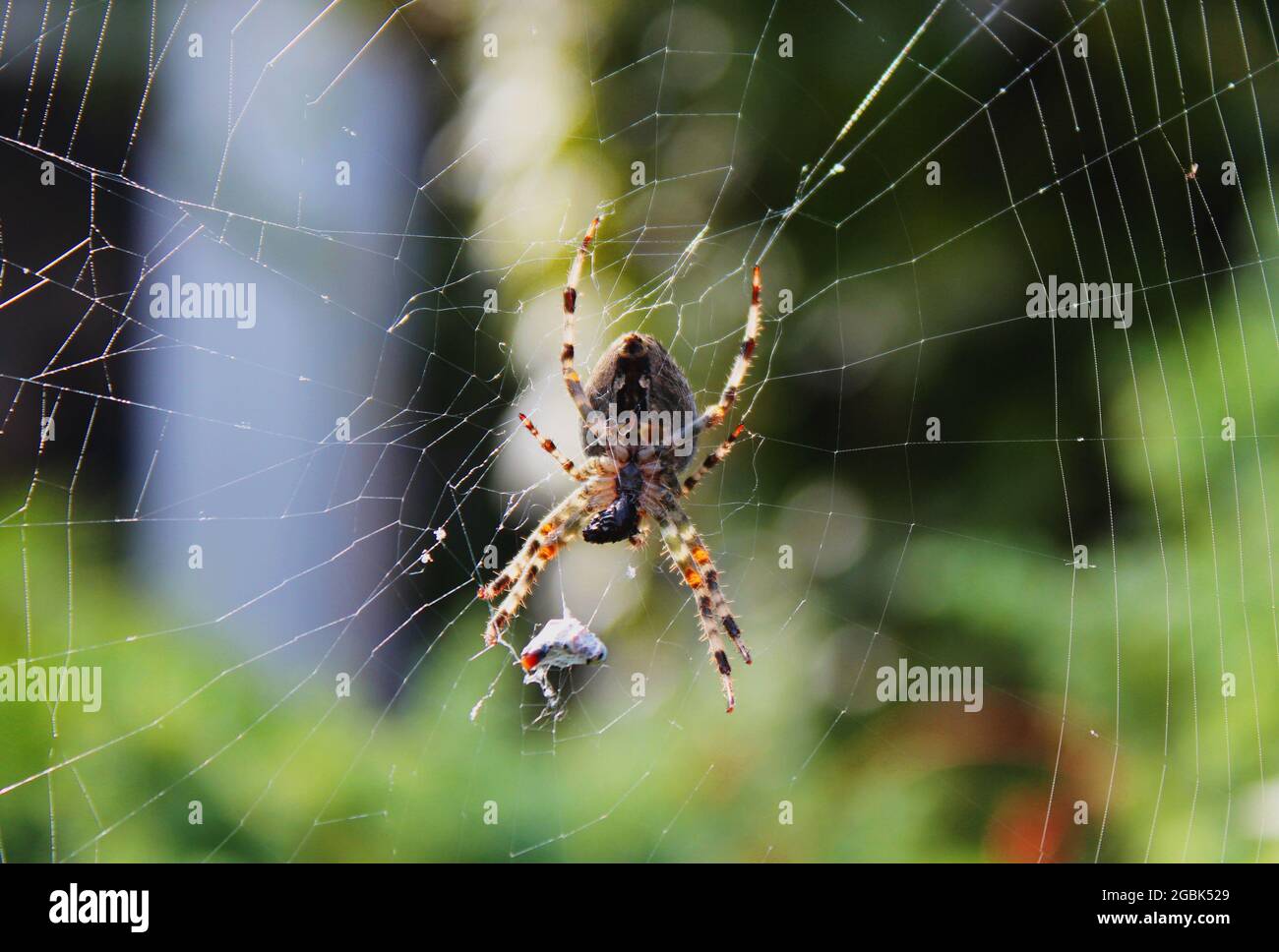 Macro shot of a Wasp spider (Argiope bruennichi) on a spider web Stock ...