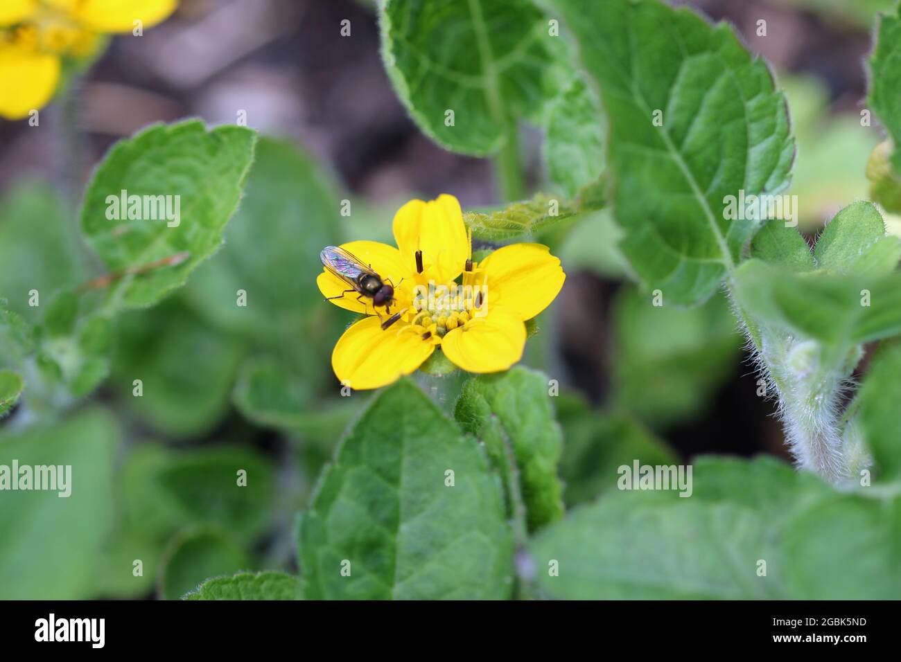 Yellow golden knee, Chrysogonum virginianum, flower close up with a hoverfly, Platycheirus species, and a blurred background of leaves. Stock Photo