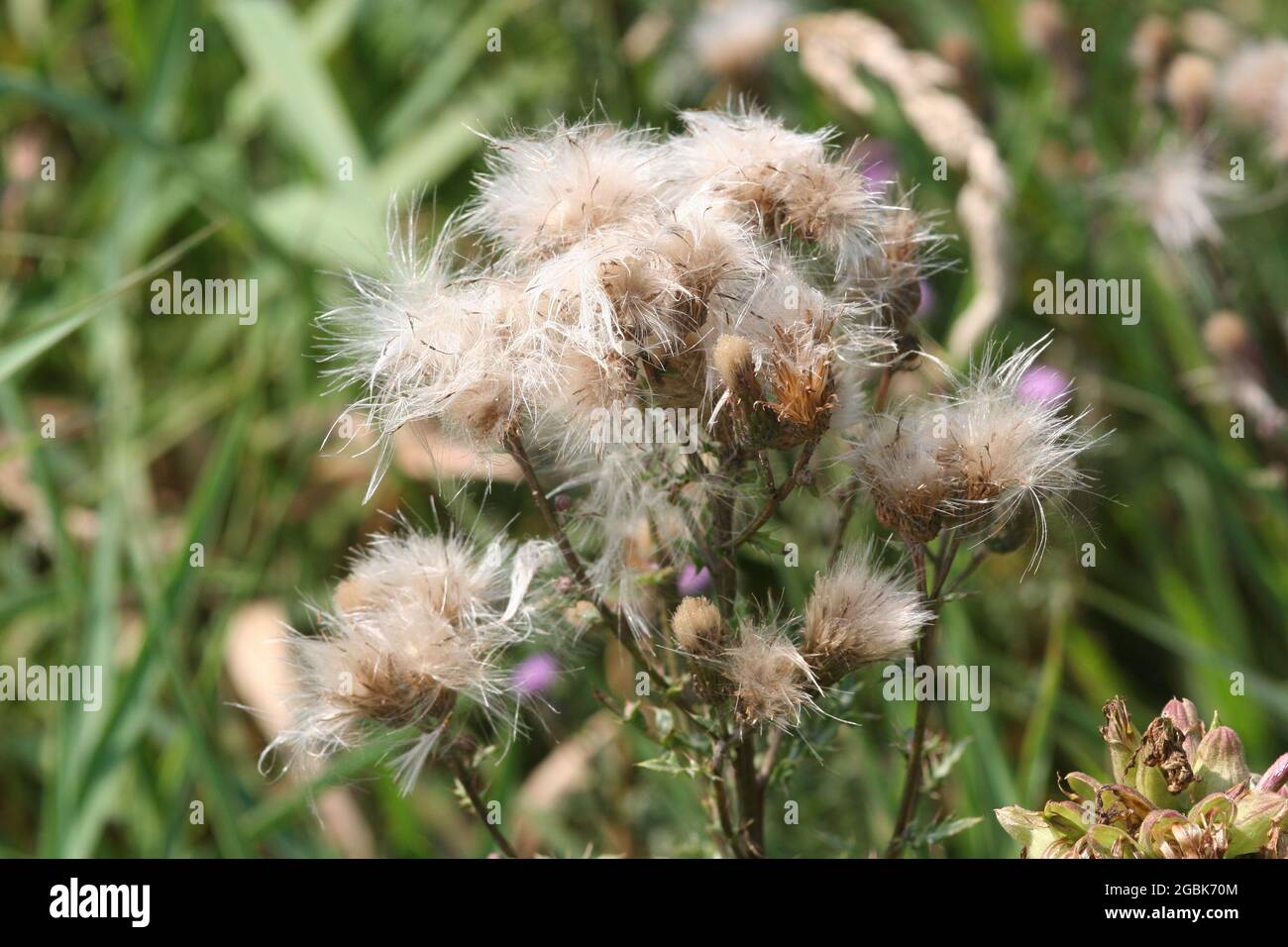 Flourishing thistles, thistles, blossom thistlec, carduus nutans, Stock Photo