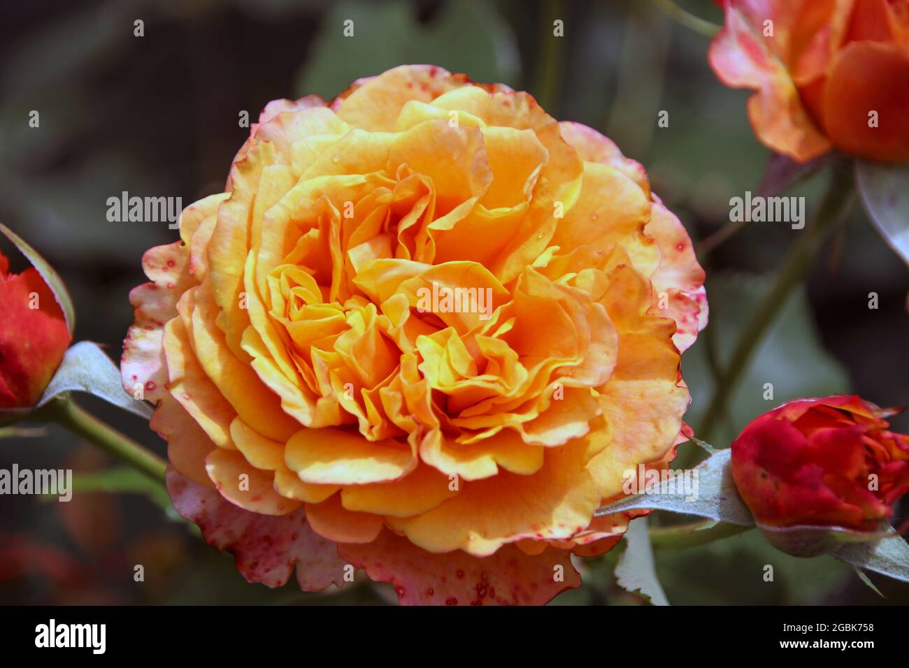 Flower Of A Rose In The Guldemondplantsoen Rosariu In Boskoop Of The Type La Villa Cotta Stock Photo Alamy