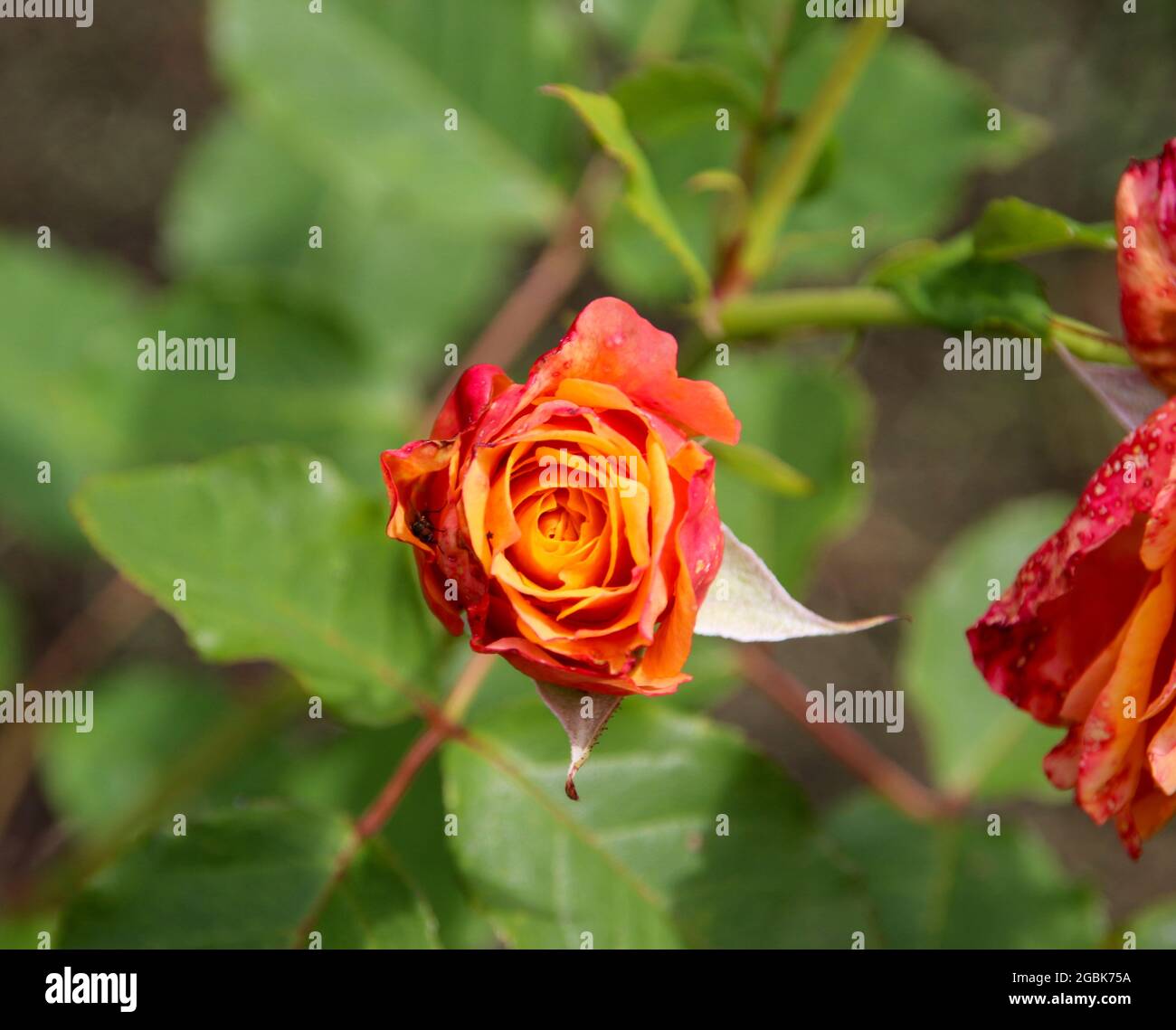 Flower of a rose in the Guldemondplantsoen Rosariu, in Boskoop of the type  La Villa Cotta Stock Photo